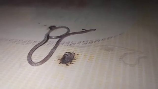 Ular Aneh Ini Muncul Tiba-Tiba, Pertanda Apakah Ini??? смотреть онлайн