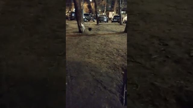Прогулки с собаками с Винсом, 15-апр-2025