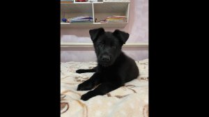 Фрида Фортуната - игра