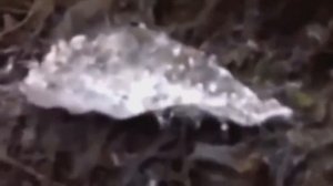 13 Мутантов Чернобыля Снятых на Камеру