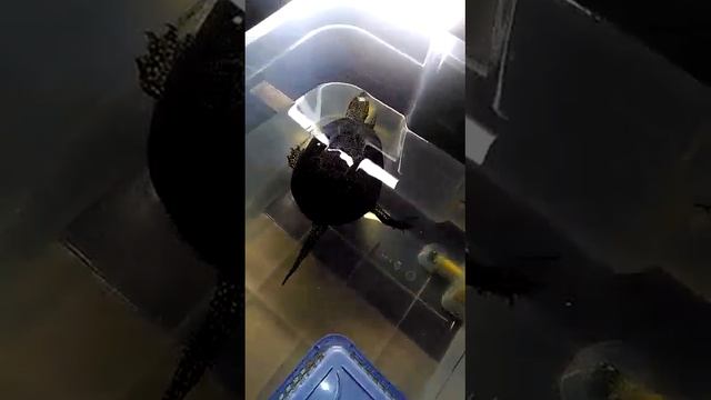 Новый хозяин и новый террариум смотреть онлайн