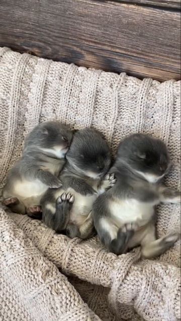 Маленькие крольчата голубые оттеры.💙💙💙