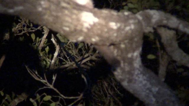 Fat-Tailed Dwarf Lemur смотреть онлайн