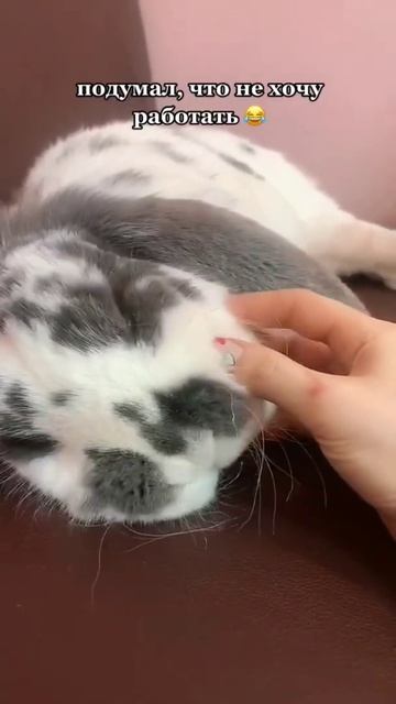 когда неделя только началась 😂 #кролик #кролики #кафескроликами смотреть онлайн