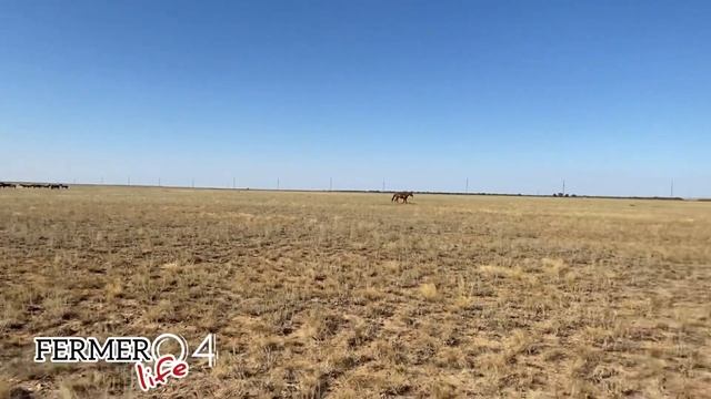 Дұрыс айғыр биелерін қалайда қайтарып алады