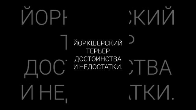 ЙОРКШЕРСКИЙ ТЕРЬЕР ДОСТОИНСТВА И НЕДОСТАТКИ. смотреть онлайн