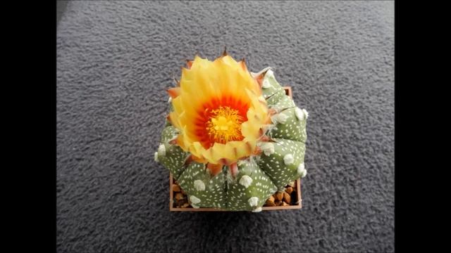 Astrophytum asterias смотреть онлайн