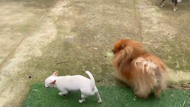 Прогулка между дождиками. смотреть онлайн