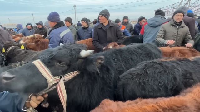 БОКИЛАДИГАН НОВВОСЛАР ХОРАЗМ МОЛ БОЗОРИ 29-ЯНВАР 2023г БУГУН МОЛ КУ́П ХОРАЗМ БОЗОР 4K смотреть онлайн