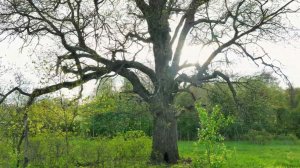Четырёхсотлетний дуб