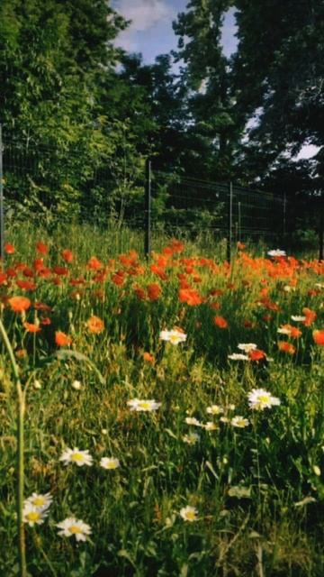 маки смотреть онлайн