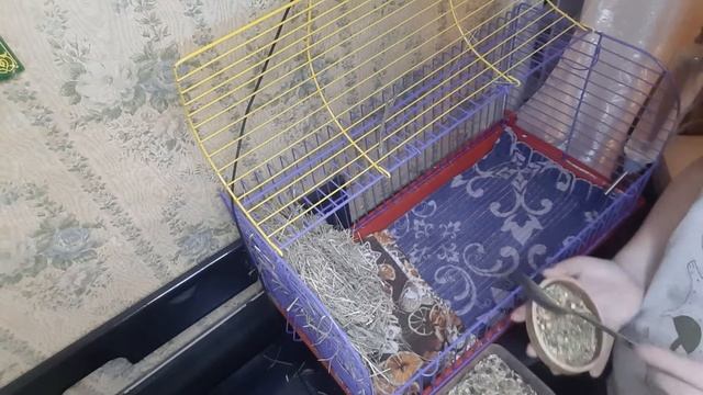 Ежедневная уборка у морской свинки. Посмотри в описание. смотреть онлайн