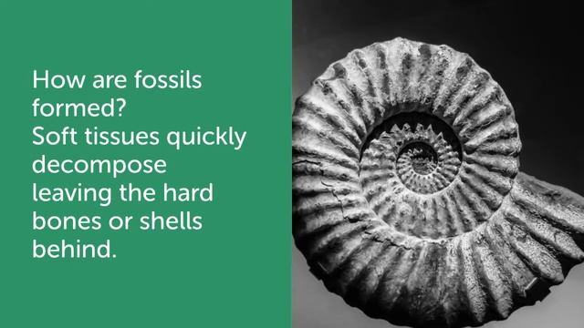 Fossils- Project #1