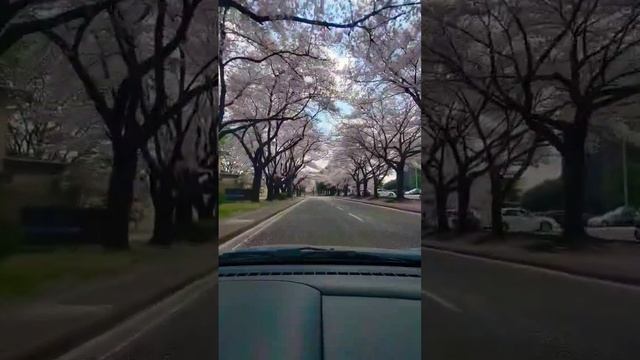 Sakura trees at Yokota AB Japan during cherry blossom season смотреть онлайн