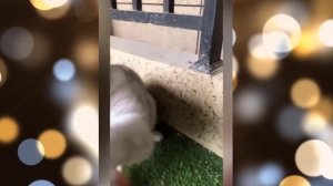 Кошки Смешная Видео Подборка - Видео 42 - 08:20 Минуты