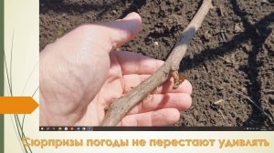 Состояние виноградника после заморозков. Апрель 2025