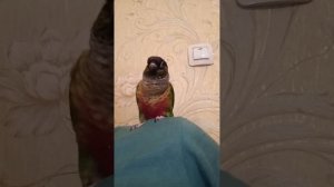 Пиррура Буся учится говорить