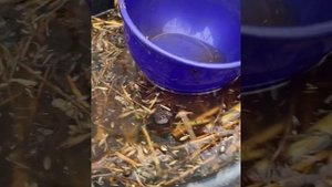 Бродиловка заменяет все весенние подкормки