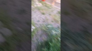 Интересное что это такое? 🤔🤔 черешня или вишня? Ставропольский край г. Нефтекумск.