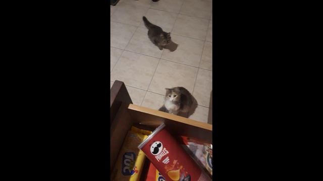 Гони вкусняшки!