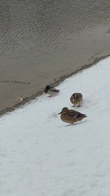Кряквы на снегу ❄️🦆❄️🦆❄️   08.04.2025    #shorts