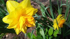 Все краски, все оттенки счастья*    Весна   Мой сад