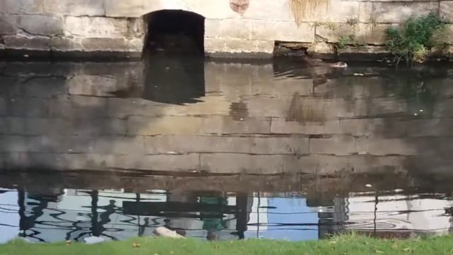 Водяные крысы в Целле, Германия. смотреть онлайн