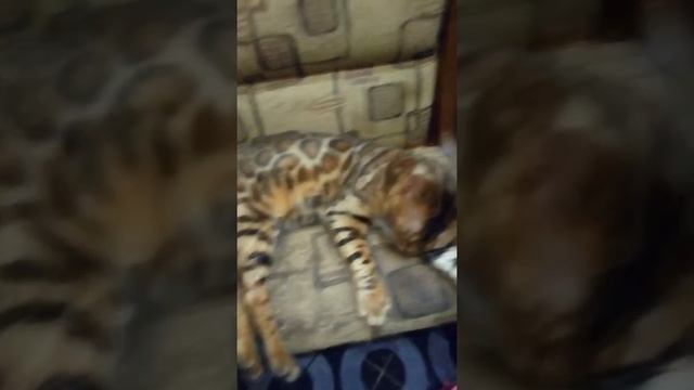 солим помидоры,тоесть пытаемся,вместе с по жизни смотреть онлайн