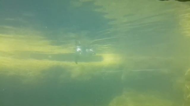 Пингвины очень смешно плавают и ныряют смотреть онлайн