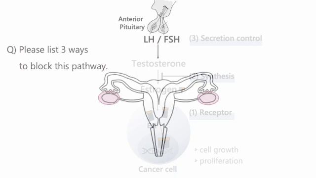 vol.1/4) What is Hormone Therapy for Breast Cancer?