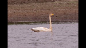 Гуси и лебедь Geese&swan
