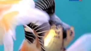 Бибигон Заставка Рыбы 2007 2010