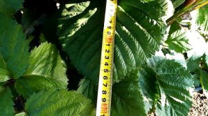 ежевика сорта - оркан, Гай, малина - обзор.