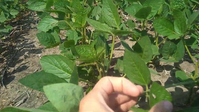 04.07.21 Соя ГМО - No-Till - Рання на 30 см міжрядді смотреть онлайн