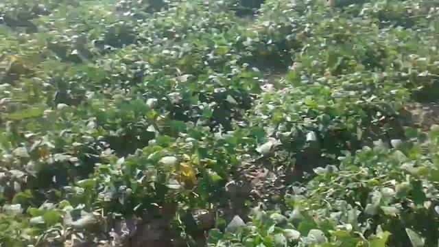 Фасоль Кыргызстан Талас. 13.08.2018. смотреть онлайн