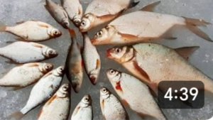 Рыбалка возле дома. Лещи. Готовимся к рыбалке на щуку и к завершению сезона.