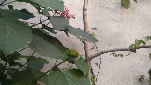 SinekKuşu Kelebeği - Macroglossum Stellatarum смотреть онлайн