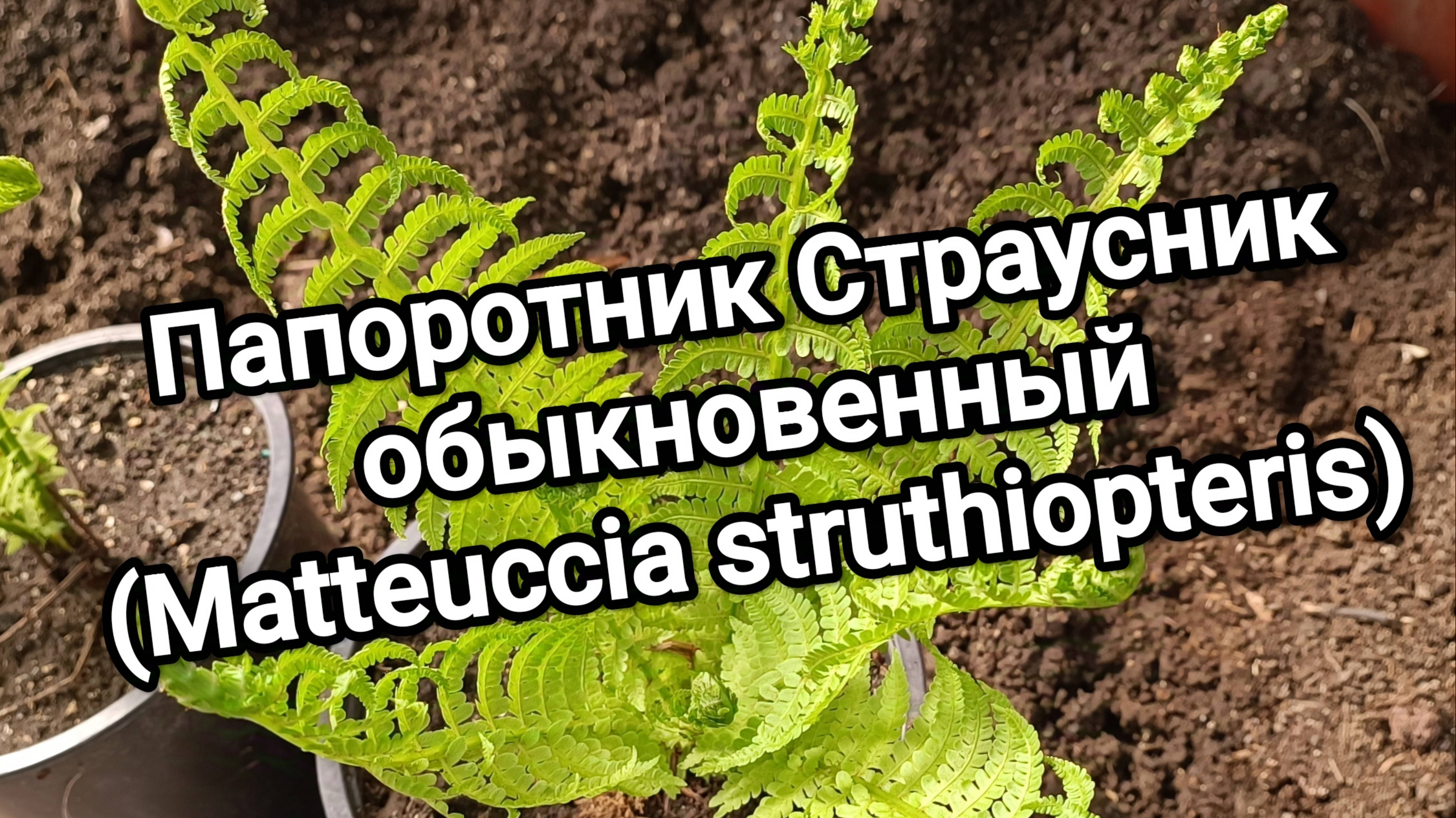 Папоротник Страусник обыкновенный (Matteuccia struthiopteris)