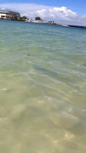 Barracuda *ATTACK* on the beach #Shorts смотреть онлайн