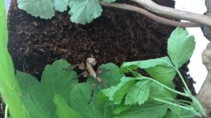 АВСТРАЛИЙСКИЙ ПАЛОЧНИК.ПАЛОЧНИК МАКЛЕЯ