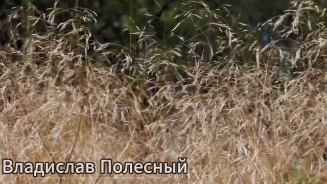 29 мая — Фёдор Житник. Что можно и нельзя делать #традиции #обряды #приметы