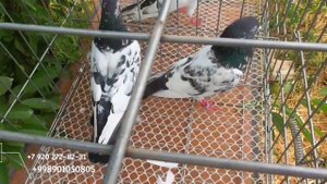 Тедди_Камагар"Покистанцы"Голуби"Кому Интересные Общаетесь,Pigeons 2023г!!!