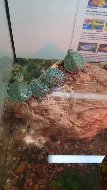 #я их нашла #это же ниндзя черепашки😁#Дони🐢Мики🐢Рафф🐢и Лео🐢🤣🤣🤣 смотреть онлайн