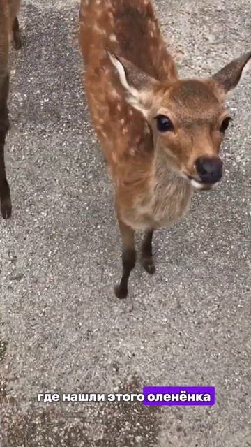 Мужчина спас от смерти маленького оленёнка!#животные #факты #animals #тикток #shorts смотреть онлайн