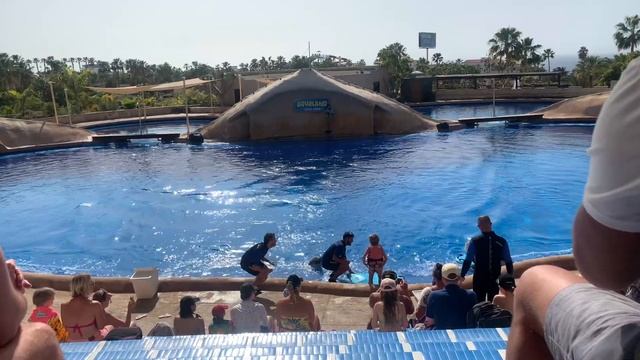 Dolphin Show (Tenerife) Aqualand Adeje Full Show 🐬 смотреть онлайн