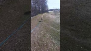 ВОЛЬВИК  #Шереметьевский  #приют