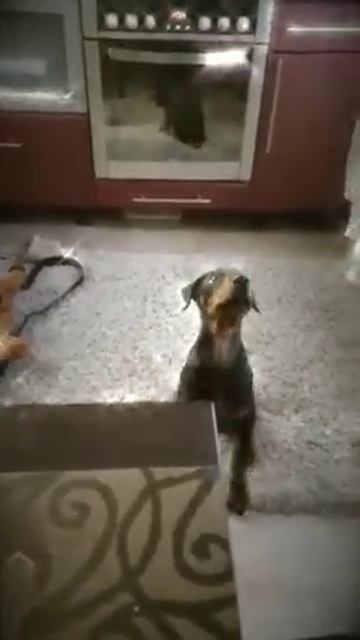 Доберман ЛОККИ. видео от покупателя!!! смотреть онлайн