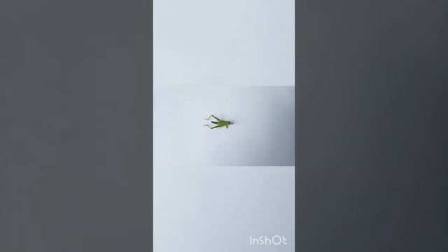 Contoh Hewan yang merugikan fan menguntungkan bagi pertanian смотреть онлайн