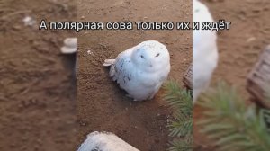 Пермь на один день. Куда сходить. Зоопарк