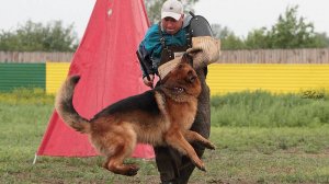 Дрессировка собак. Занятия по защитно-караульной службе. (Кусачка).